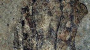 Diminuto insectívoro fue el antepasado común de mamíferos como el hombre