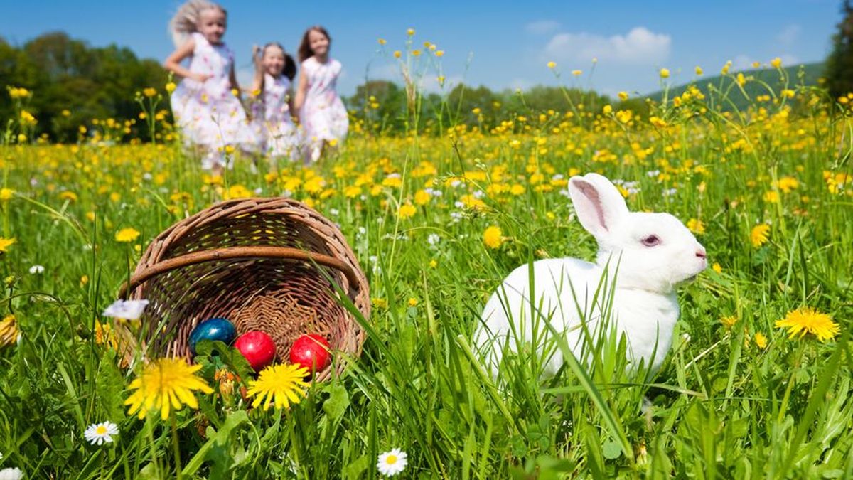 Conoce la historia del conejo de pascua