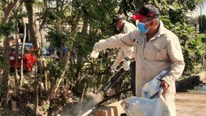 Dengue: ¿Cómo se transmite y cuáles son los síntomas de alarma?