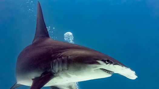 Panamá prohíbe explotación comercial de tiburones Panamá prohíbe explotación comercial de tiburones