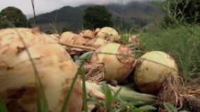 Panamá importará 80 mil quintales de cebolla