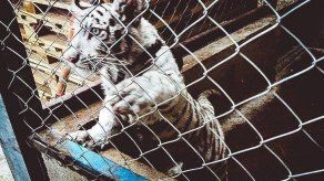 Miles de animales salvajes decomisados tras operativo mundial