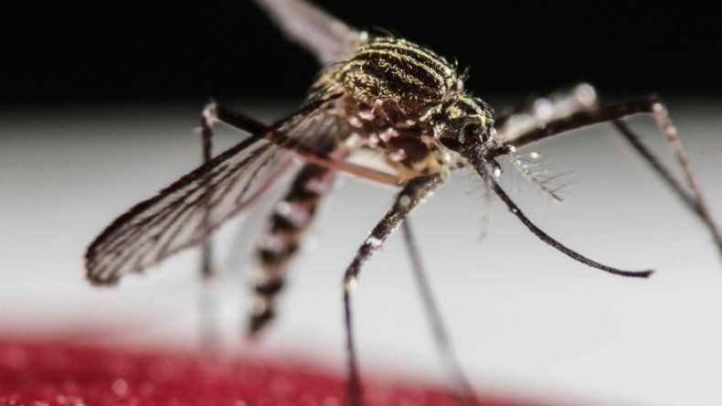 Cifra de casos de zika en Panamá se eleva a 65, un paciente reside en Tocumen