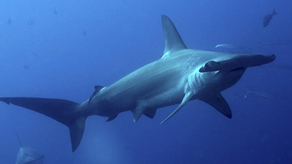 En las Bahamas, un perro saltó al agua para enfrentar a un tiburón