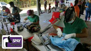 Jornada de esterilización este domingo 13 de agosto en La Siesta de Tocumen