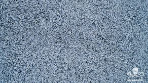 Conmocionada por las imágenes, la ministra Annick Girardin tuiteó el viernes que ordenó al Centro Nacional de Vigilancia Pesquera que investigue lo sucedido.