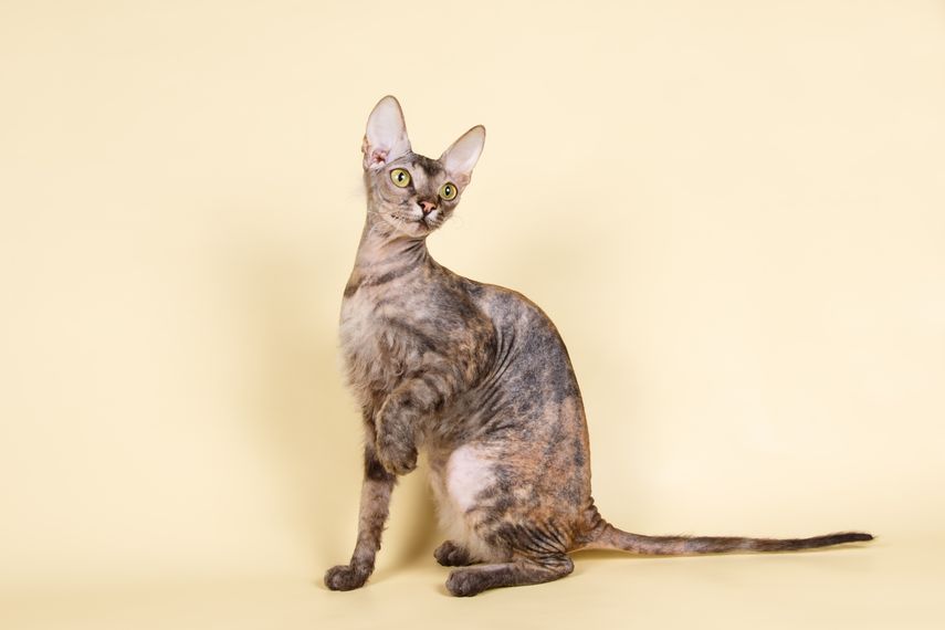 Levkoy ucraniano. Levkoy ucraniano.