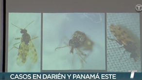 MINSA confirma aumento de casos de Virus Oropouche en Panamá