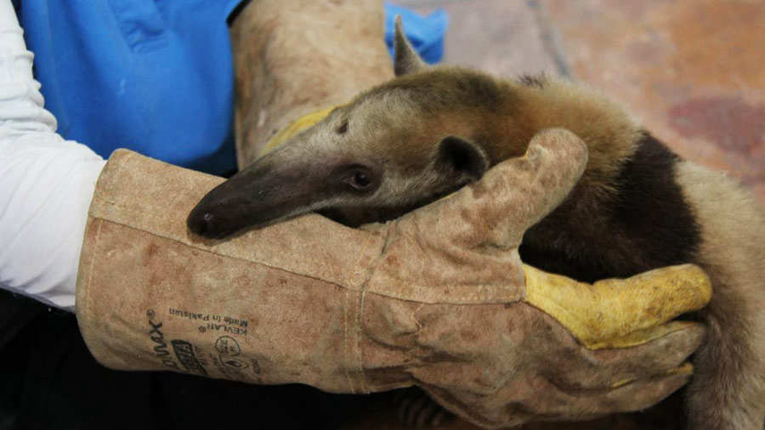 ¡Buscaba refugio! MiAmbiente rescata a oso hormiguero en La Chorrera