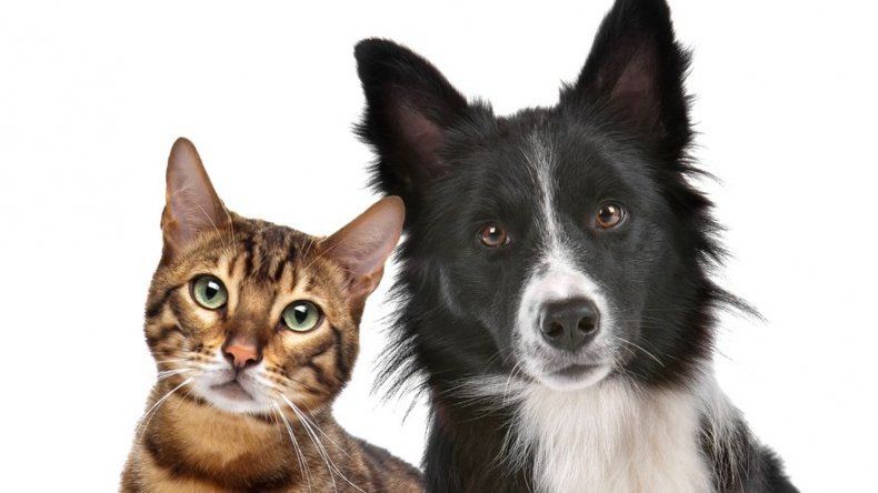 ¿Perro o gato, qué mascota es más popular en el mundo?