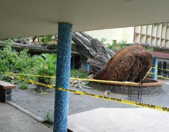 Cae árbol emblemático de la UP, el segundo en menos de un año