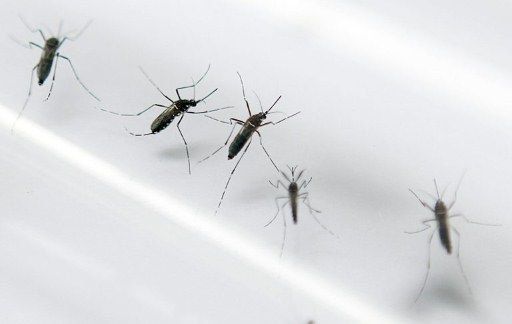 Aumenta a 26 cifra de muertos por dengue hemorrágico en Honduras en 2013