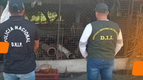 Autoridades decomisan conejos pintados y fauna silvestre en Puerto Armuelles