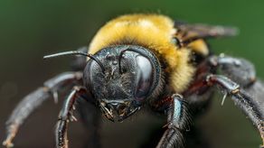 ¡Tenga cuidado! Bomberos alertan por aumento de emergencias relacionadas con abejas africanas