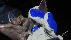 MIDA. Murciélago transmisor de la rabia MIDA. Murciélago transmisor de la rabia