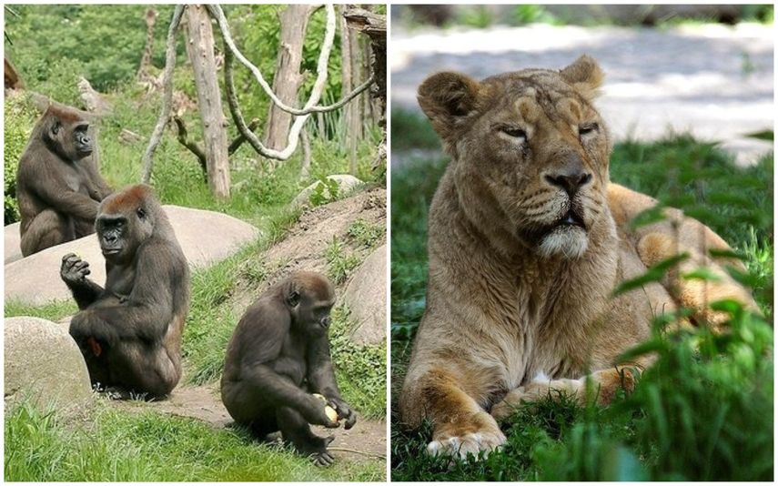 Los síntomas detectados hasta ahora en gorilas y leones son la pérdida de energía y apetito