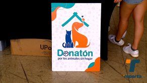 Donatón por los animales sin hogar para apoyar a rescatistas y fundaciones