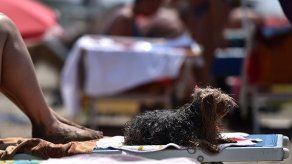 Montevideo multará a quienes ingresen con perros a sus playas