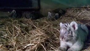 Un zoológico de Perú busca nombres a tigresas nacidas en cautiverio