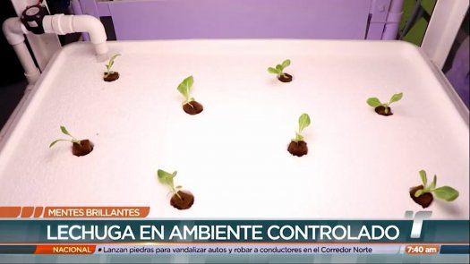 Mentes Brillantes: Investigadores panameños crean laboratorio de agricultura vertical