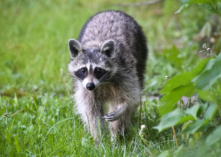 Bajo la ley de Dakota del Norte es ilegal tener un mapache salvaje.