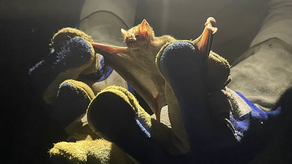 MIDA realiza jornada de prevención de la rabia en bovina MIDA realiza jornada de prevención de la rabia en bovina