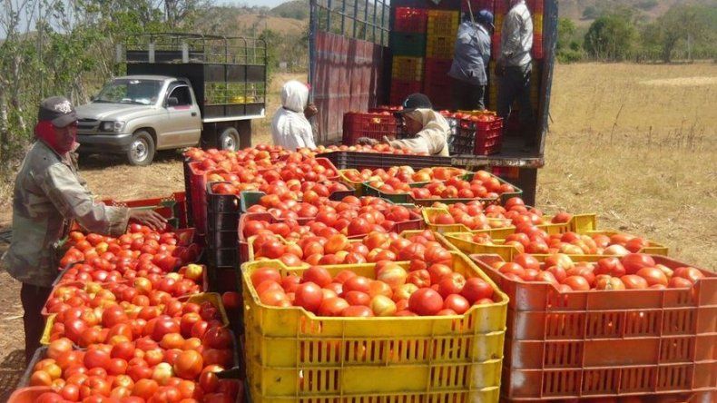 IMA asegura que firmó acuerdo con productores para compra de tomates