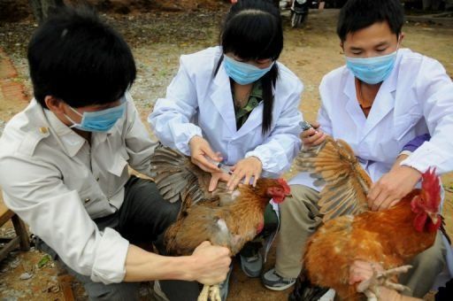 Existen dos vacunas que podrían ayudar a crear inmunización para el H7N9