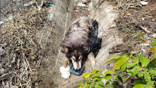 Policía Nacional rescata perro con signos de maltrato Policía Nacional rescata perro con signos de maltrato