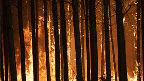 Las imágenes desde una provincia que lleva varias semanas en llamas eran dramáticas: el fuego avanzaba de forma imparable y, en algunas zonas, de forma circular, dejando sin escapatoria a muchos animales.