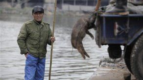 Cerdos muertos en China ya suman 12.566