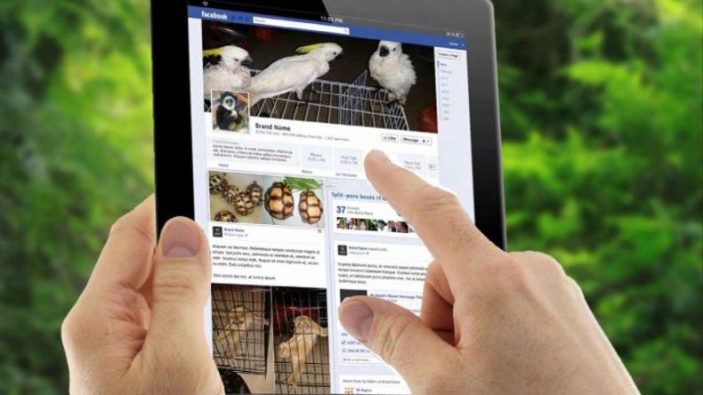 Las redes sociales, palanca para el comercio ilegal de especies amenazadas en Asia