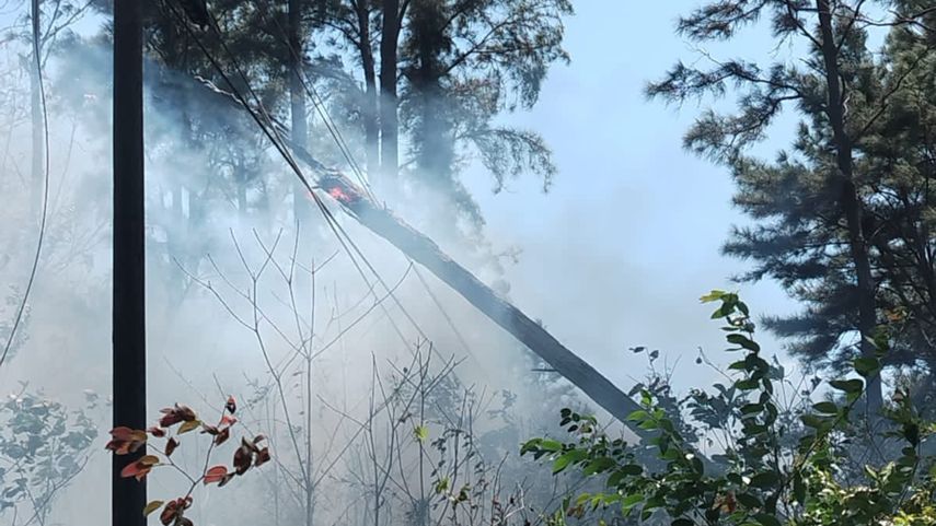 Naturgy Panamá informa afectaciones en la red eléctrica de Chame debido la caída de un árbol.