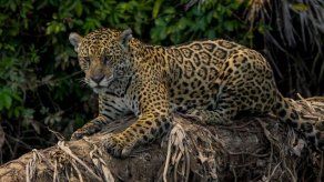 Aprueban fondo de 2 millones de dólares para conservación de felinos en Panamá