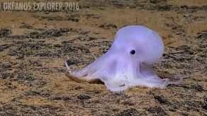 Descubren pequeño pulpo fantasmal