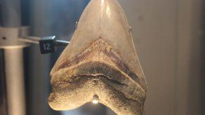 Panamá exhibe los restos del megalodón