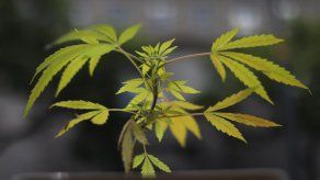 Vista de una planta de marihuana.