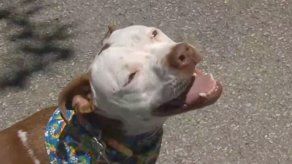 Eligen a pit bull como “alcalde” de localidad en Kentucky
