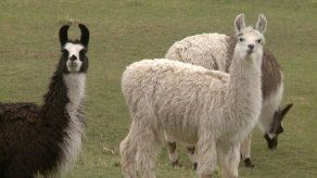 Bolivia apuesta por la carne de llama