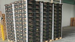 Empresa de Coclé exporta sandías con destino a mercados europeos