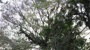 Talarán un árbol enfermo en Calle 50 este domingo