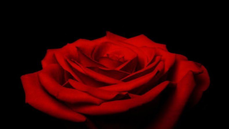 La rosa, en busca del aroma perdido