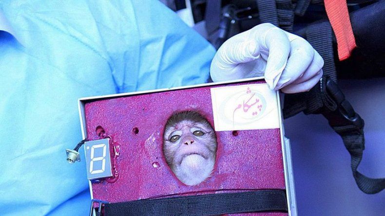 Programa espacial de Irán envía mono al espacio