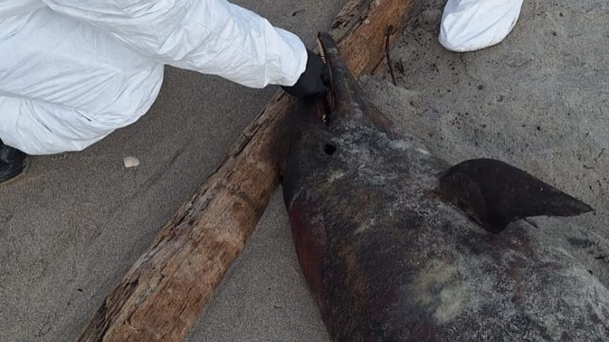 Guardaparques atienden reporte de un delfín varado en la Bahía de Chame.