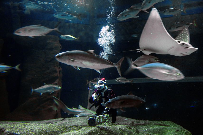 Nueva especie fósil rinde homenaje a Brígida De Gracia