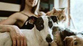 MiAmbiente anuncia acceso para animales domésticos en sus instalaciones. MiAmbiente anuncia acceso para animales domésticos en sus instalaciones.