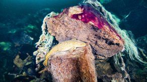 Nueva teoría: Días largos en la Tierra dieron más oxígeno