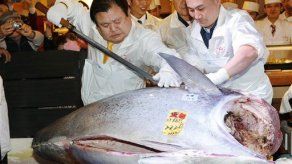 Venden atún rojo en 1