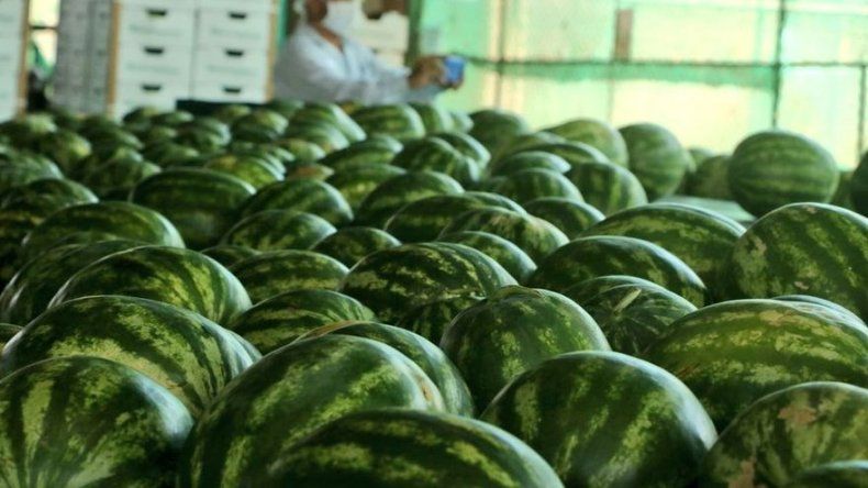 Envían hacia Holanda el primer contenedor de sandía bajo el sello Panamá Exporta