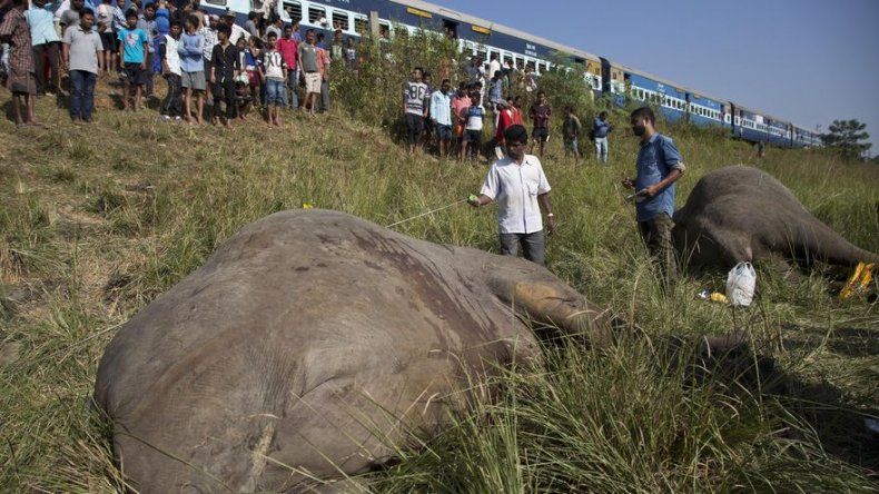 Elefantes atropellados por tren en la India